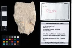 Foto (Objekt + Etikett) von Pithonoton sp.  (NHMW-GEO-2014-0194-0284)